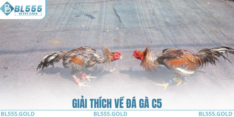 Giải thích về đá gà C5